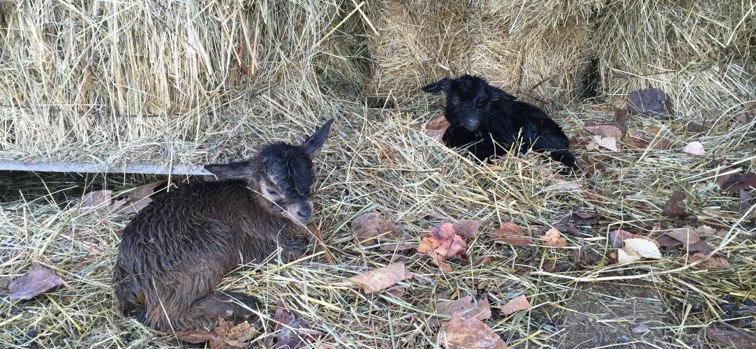 Fattoria didattica con animali