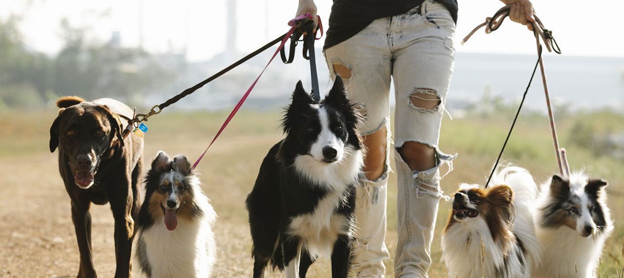 Struttura pet friendly con ampi spazi verdi