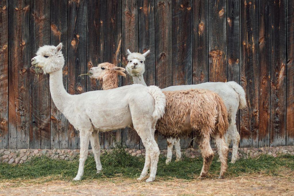 Alpaca nelle colline umbre
