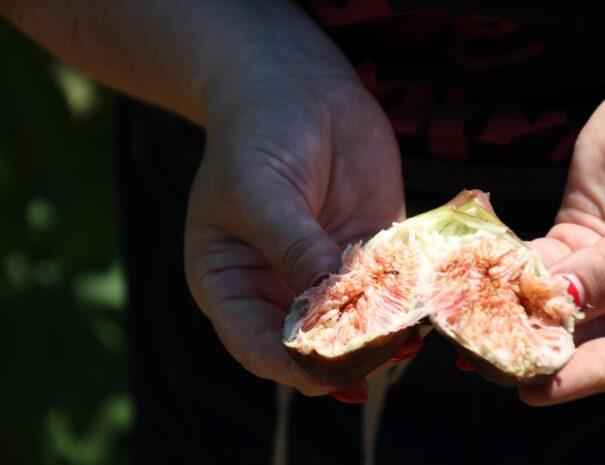 Raccolta fichi nel frutteto