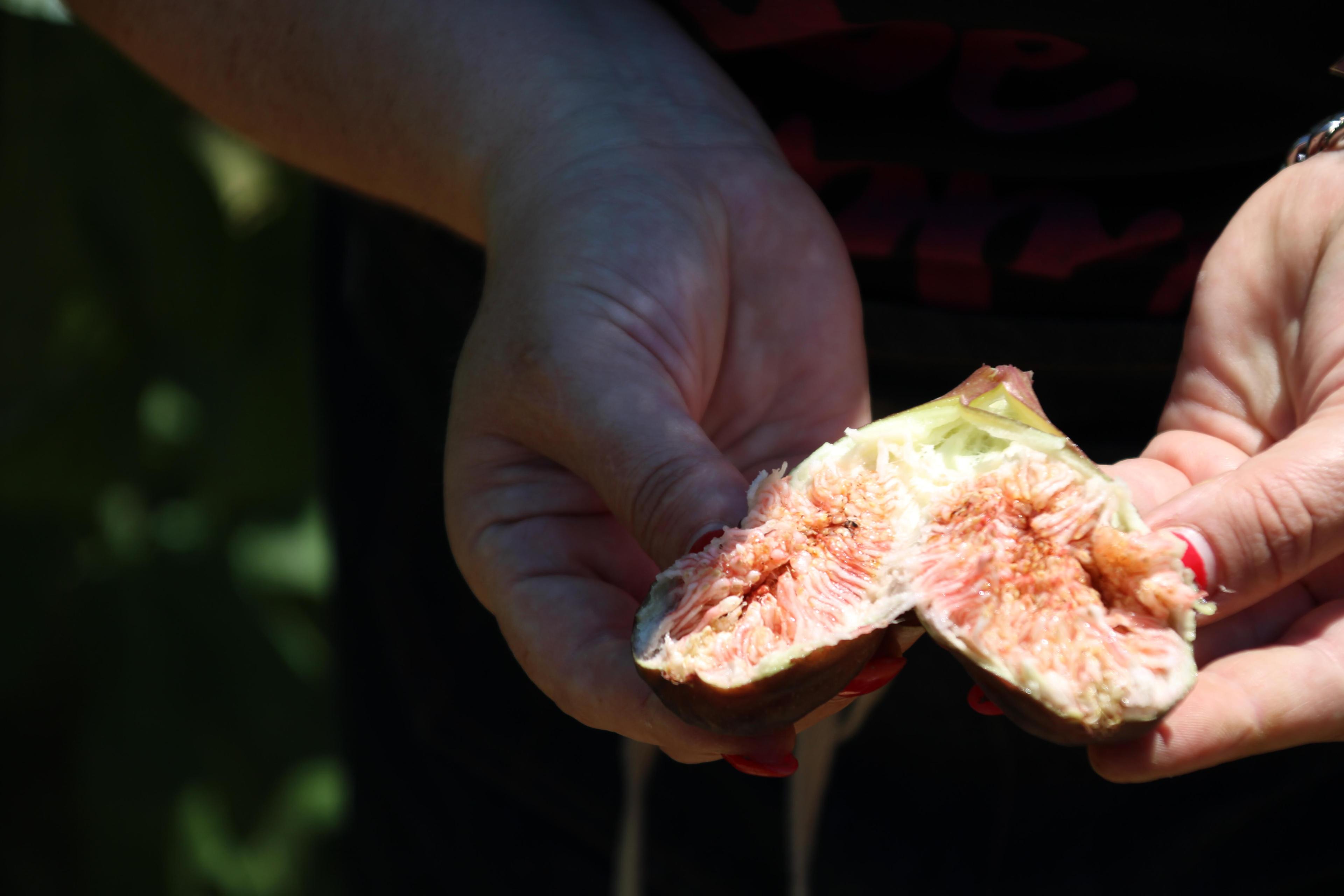 Raccolta fichi dal frutteto biologico