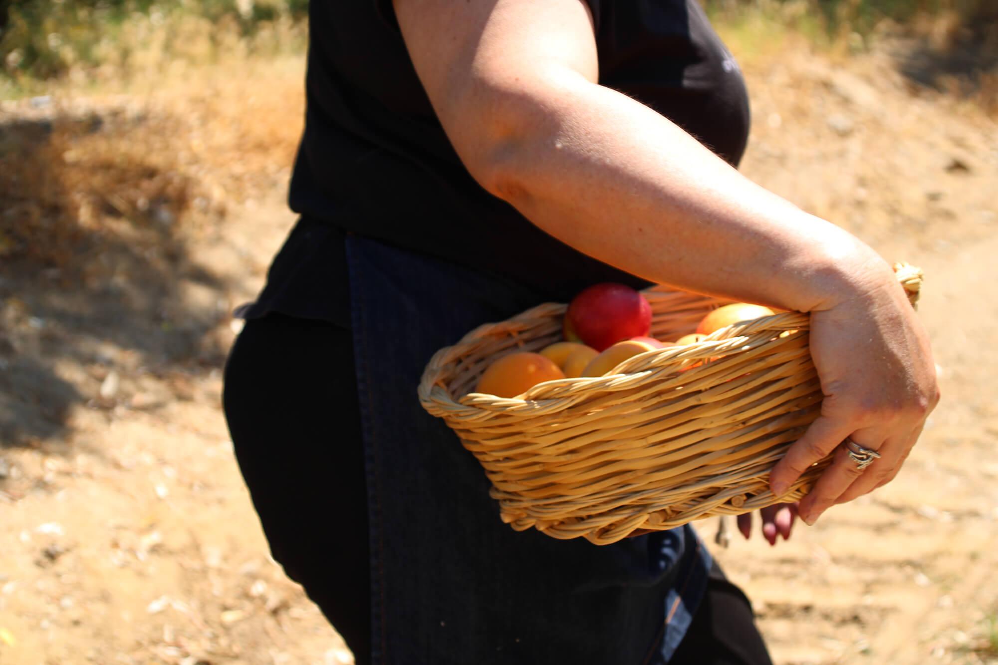 Raccolta pomodori dall'orto sinergico