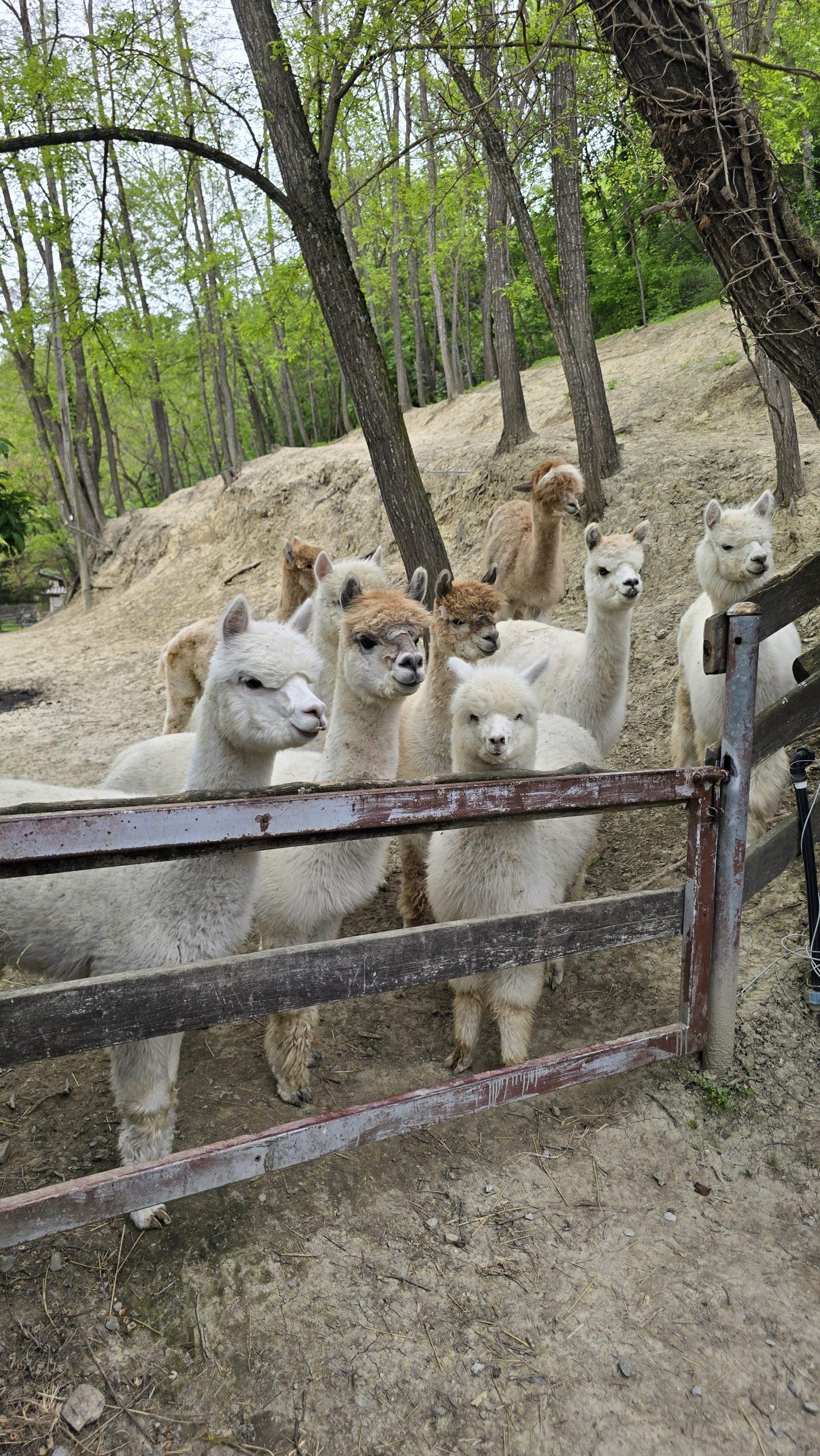 Area della piazza centrale