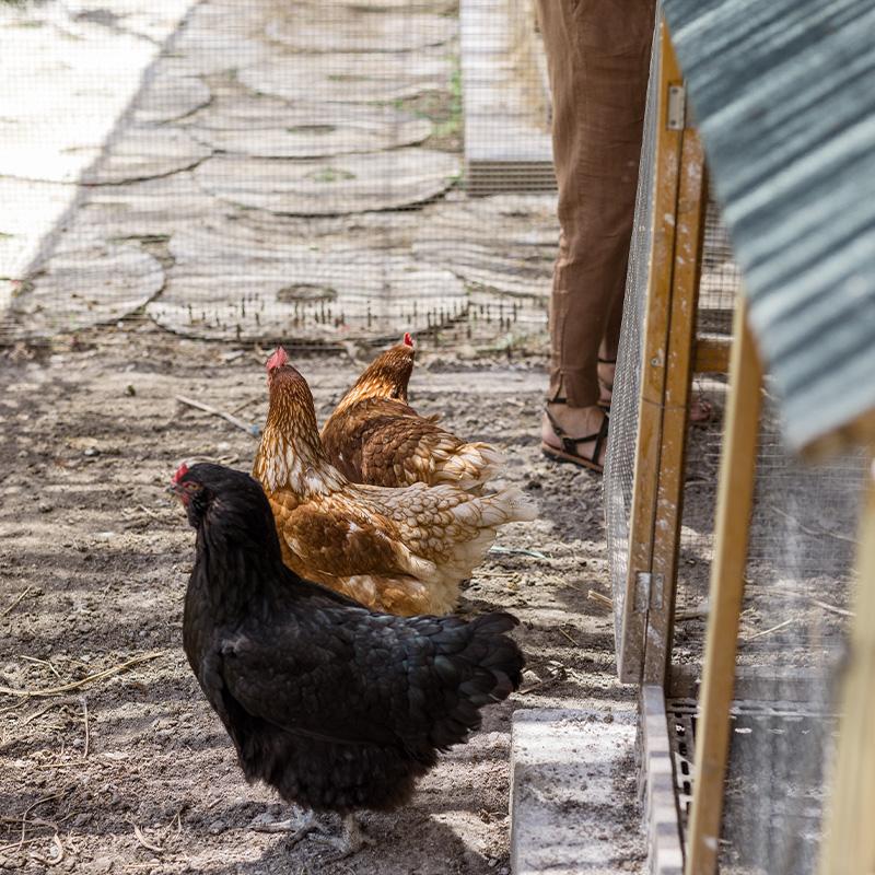 Giardini degli ulivi con solarium