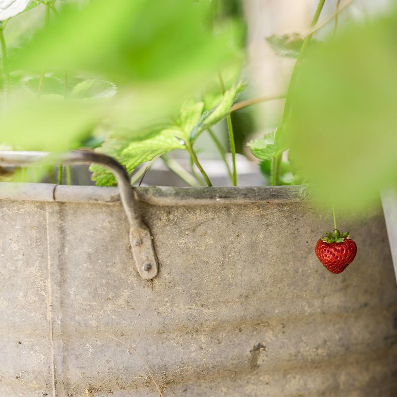 Area con barbecue nell'uliveto